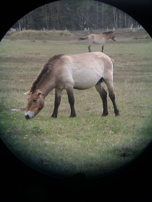 Ein durch ein Fernglas fotografiertes Urwildpferd.